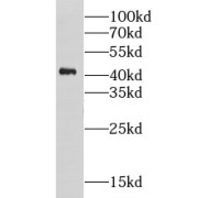 WB analysis of HEK-293T cells, using GPN1 antibody (1/500 dilution).