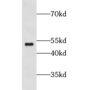 WB analysis of Human heart tissue, using GPR137B antibody (1/300 dilution).