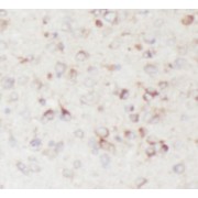 IHC-P analysis of mouse brain tissue, using GPR139-Specific Antibody (1/50 dilution).