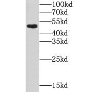 abx233600