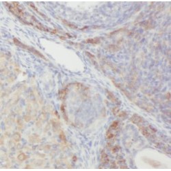 Protein Wntless Homolog (GPR177) Antibody