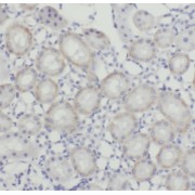IHC-P analysis of human kidney tissue, using GPR3 antibody (1/50 dilution).