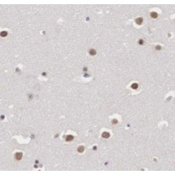 GPRASP1-Specific Antibody
