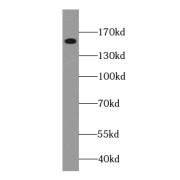 WB analysis of HeLa cells, using GPRASP1-Specific antibody (1/500 dilution).