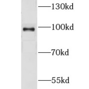 WB analysis of HEK-293 cells, using GPRASP2 antibody (1/500 dilution).