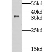WB analysis of BxPC-3 cells, using GPS2 antibody (1/300 dilution).