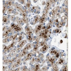 Glutathione S Transferase Alpha 1 (GSTA1) Antibody