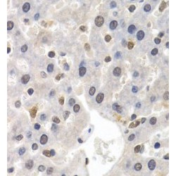General Transcription Factor IIF, Polypeptide 1 (GTF2F1) Antibody