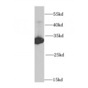 WB analysis of HepG2 cells, using HADH antibody (1/1000 dilution).