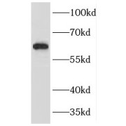 WB analysis of HepG2 cells, using HAUS3 antibody (1/500 dilution).
