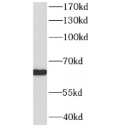 WB analysis of HepG2 cells, using HDAC1 antibody (1/30000 dilution).