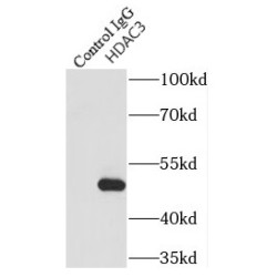 Histone Deacetylase 3 (HDAC3) Antibody