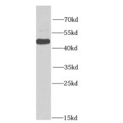 WB analysis of HL-60 cells, using HDAC3 antibody (1/1000 dilution).