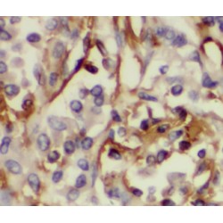 HDAC4-specific Antibody