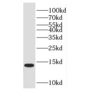 WB analysis of HEK-293 cells, using HINT1 antibody (1/400 dilution).