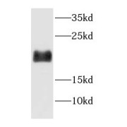 WB analysis of mouse liver tissue, using HIST1H3D antibody (1/300 dilution).