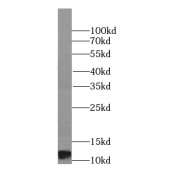 WB analysis of human spleen tissue, using HIST1H4F antibody (1/300 dilution).