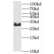 WB analysis of mouse thymus tissue, using histone H1 antibody (1/1000 dilution).