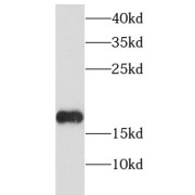 WB analysis of HeLa cells, using Histone-H3.3 antibody (1/600 dilution).