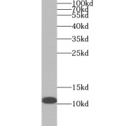 WB analysis of mouse thymus tissue, using HIST1H4E antibody (1/500 dilution).