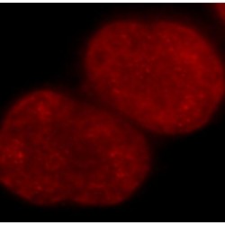 Histone-H3 Antibody