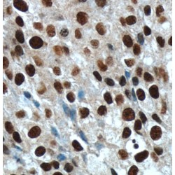 Histone-H3 Antibody