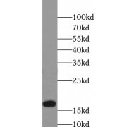 WB analysis of MCF7 cells, using Histone-H3 antibody (1/1000 dilution).