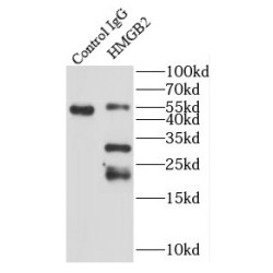 High Mobility Group Protein B2 (HMGB2) Antibody