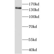 abx233935