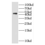 WB analysis of mouse pancreas tissue, using HNF4G antibody (1/600 dilution).