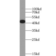 WB analysis of HeLa cells, using HNRNPD antibody (1/500 dilution).