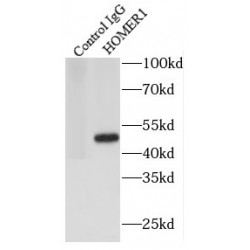 Homer Homolog 1 (Drosophila) (HOMER1) Antibody
