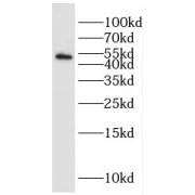 WB analysis of human brain tissue, using HOMER1 antibody (1/1000 dilution).