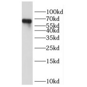 WB analysis of HEK-293 cells, using HOMEZ antibody (1/1000 dilution).