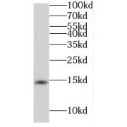 WB analysis of human liver tissue, using UK114; HRSP12 antibody (1/300 dilution).
