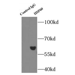 Heat Shock 60 kDa Protein 1, Chaperonin / HSP60 (HSPD1) Antibody