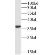 WB analysis of HEK-293 cells, using HTRA2 antibody (1/2000 dilution).