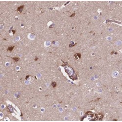 ELAV-Like Protein 4 (ELAVL4) Antibody