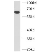 abx234093