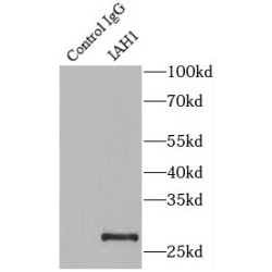 Isoamyl Acetate-Hydrolyzing Esterase 1 Homolog (IAH1) Antibody