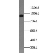WB analysis of L02 cells, using ICAM-1 antibody (1/800 dilution).