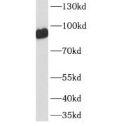 WB analysis of Raji cells, using ICAM-1 antibody (1/2000 dilution).