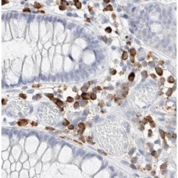 Intercellular Adhesion Molecule 3 (ICAM3) Antibody