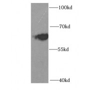 WB analysis of mouse liver tissue, using ID3 antibody (1/1000 dilution).