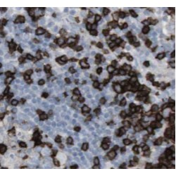 IFITM1-Specific Antibody