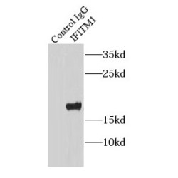 IFITM1-Specific Antibody