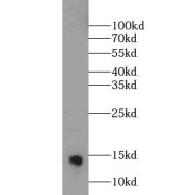 WB analysis of HeLa cells, using IFITM3 antibody (1/1000 dilution).
