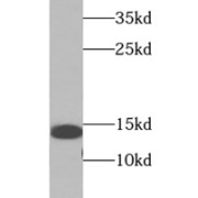 WB analysis of HeLa cells, using IFITM3 antibody (1/1000 dilution).