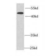 WB analysis of mouse liver tissue, using IFRD1 antibody (1/1000 dilution).