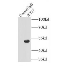 Intraflagellar Transport Protein 57 Homolog (IFT57) Antibody